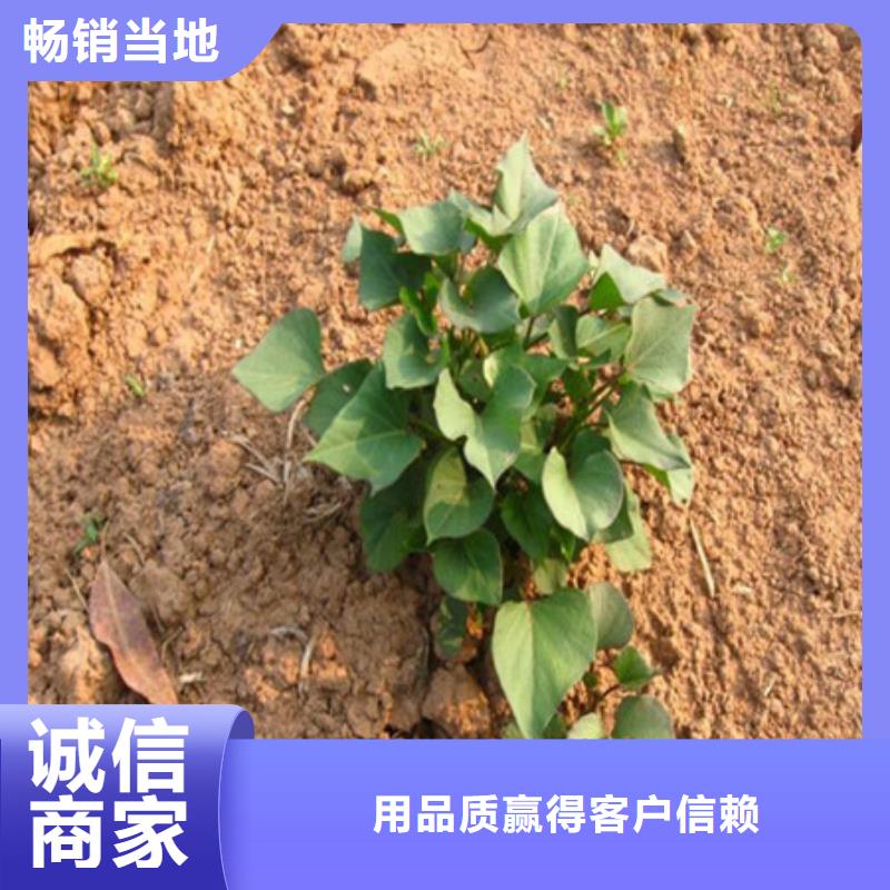 值得信賴的紫薯苗生產(chǎn)廠家
