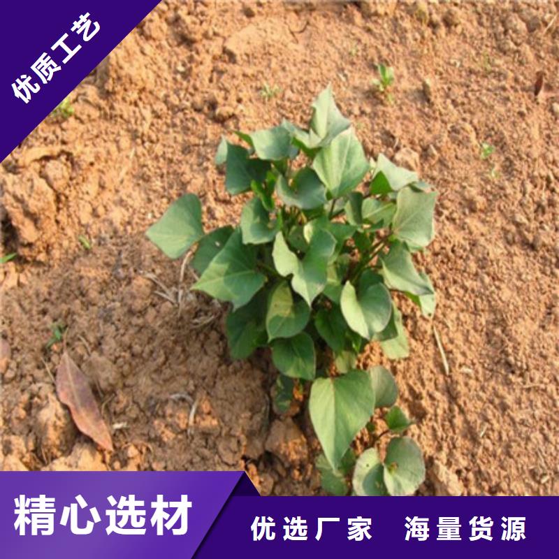 #紫薯苗#-重信譽廠家