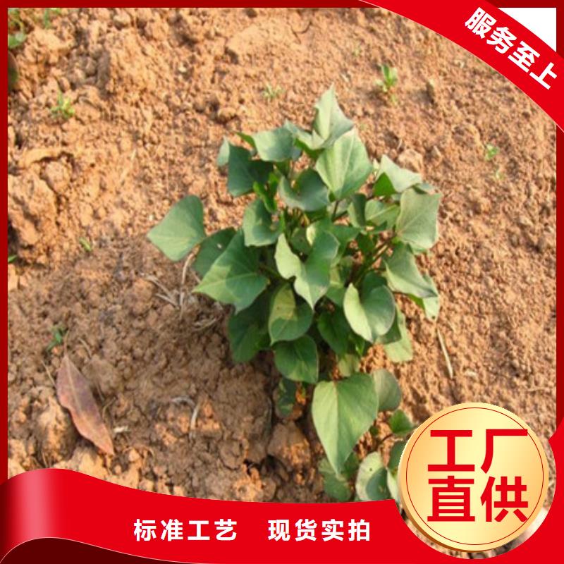 紫薯苗、紫薯苗生產廠家-庫存充足
