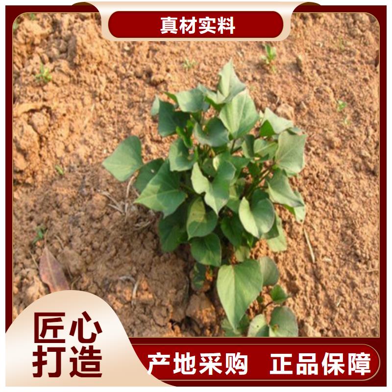 紫薯苗企業(yè)-大品牌