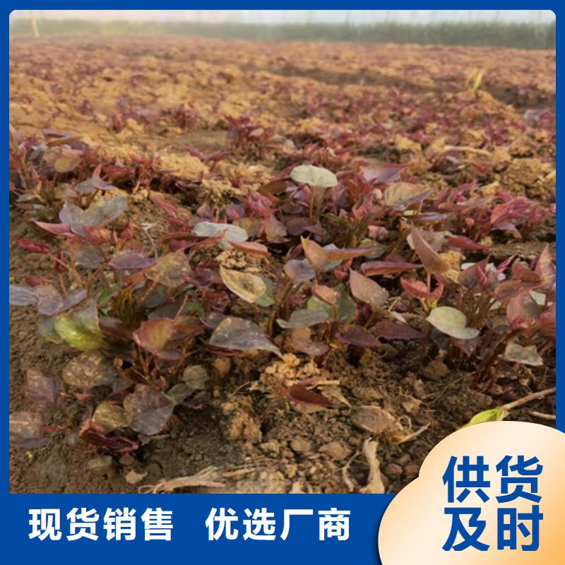紫薯苗保質(zhì)保量