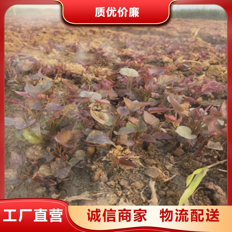 紫薯苗廠家可開票