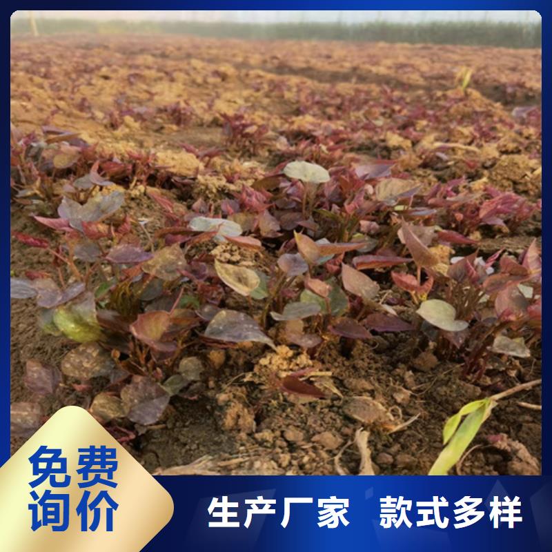 紫薯苗廠家