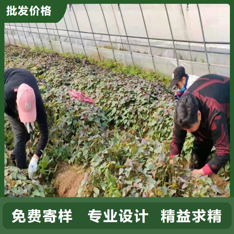 紫薯苗期待您的來電
