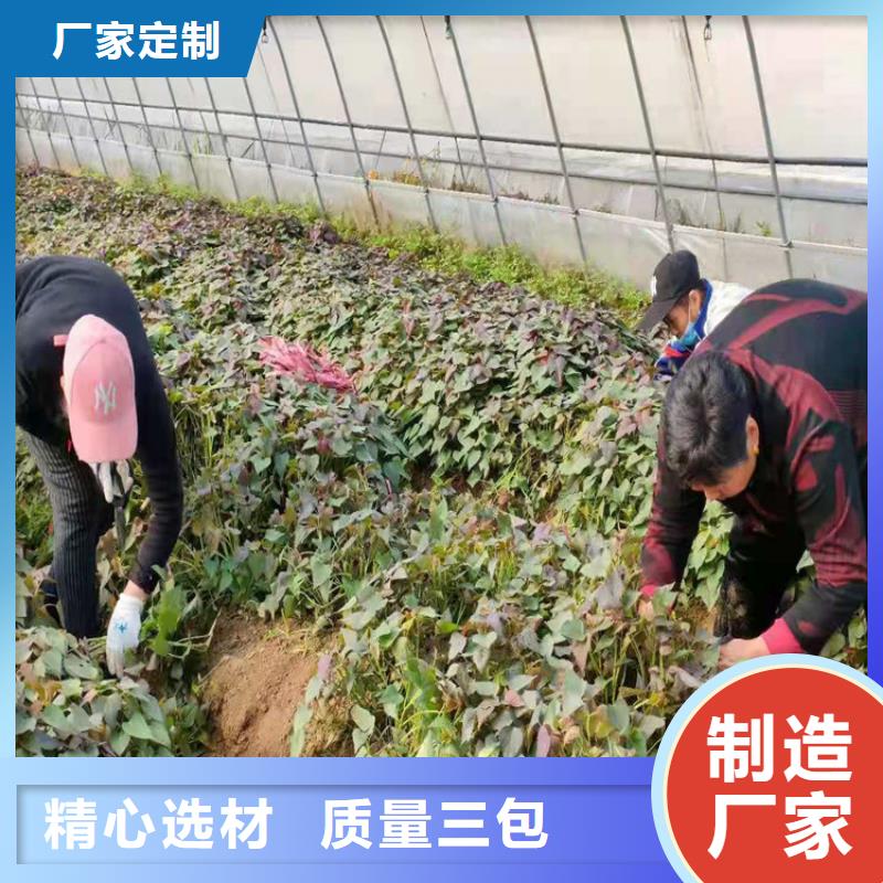 質(zhì)量好的紫薯苗細(xì)節(jié)決定品質(zhì)