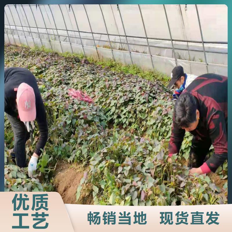 紫薯苗好品質(zhì)