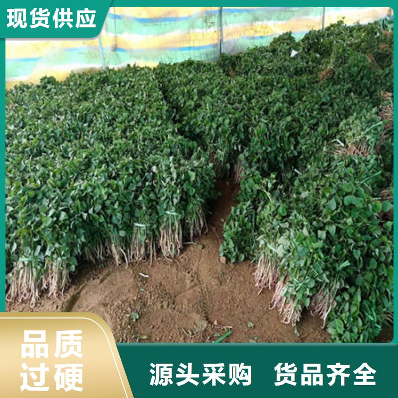 紫薯苗一站式服務(wù)