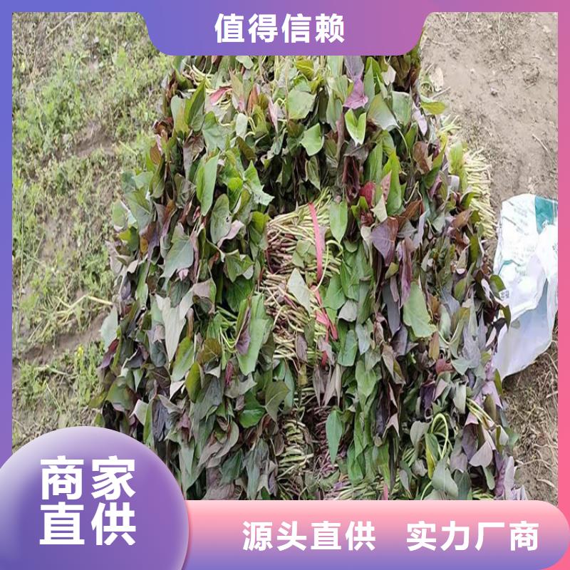 【圖】紫薯苗價格