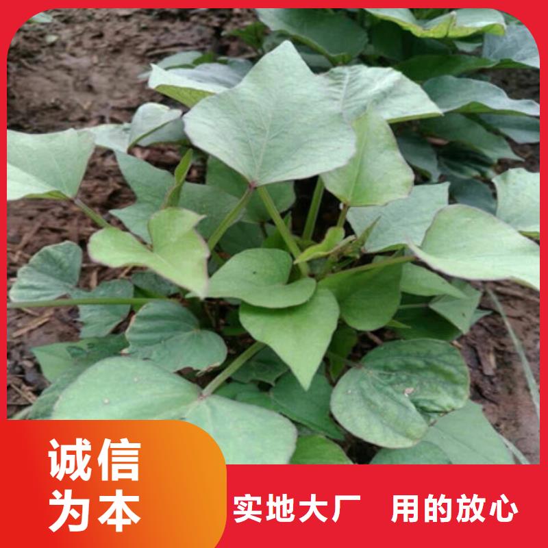 紫薯苗設(shè)計廠家