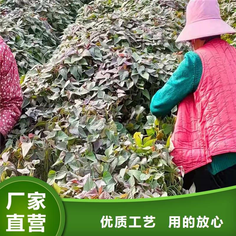 紫薯苗大量現(xiàn)貨隨時(shí)發(fā)貨交貨準(zhǔn)時(shí)
