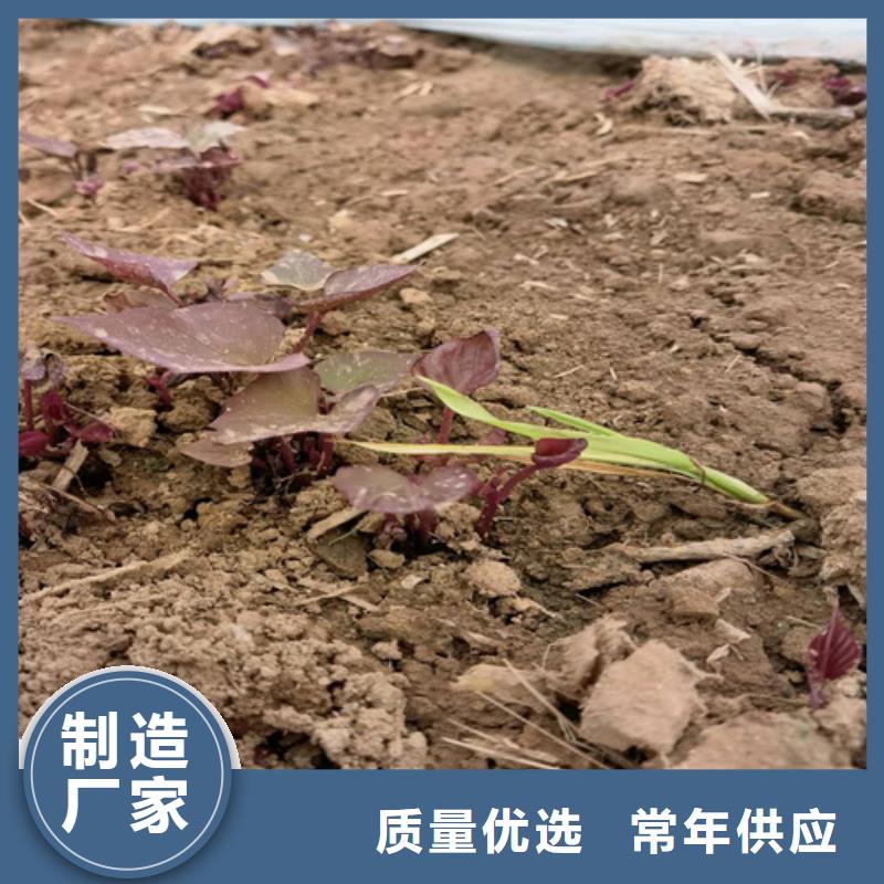 咨詢紫薯苗廠家