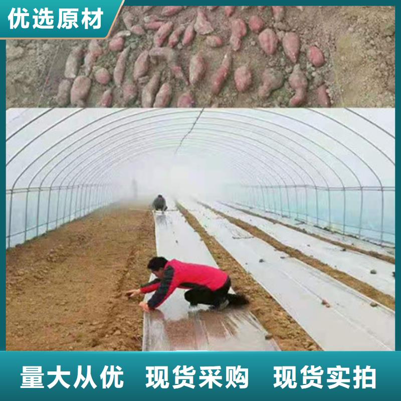 紫薯苗現(xiàn)貨促銷