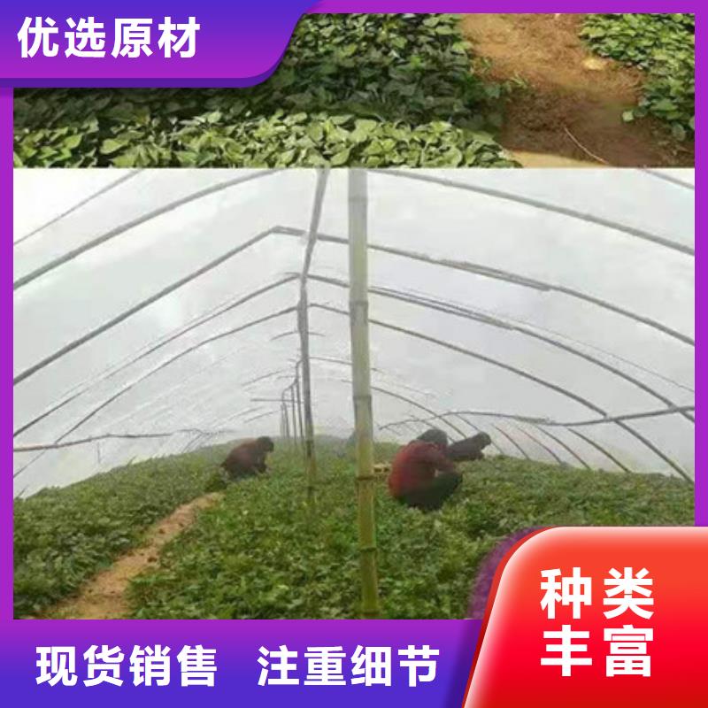 紫薯苗期待與您合作