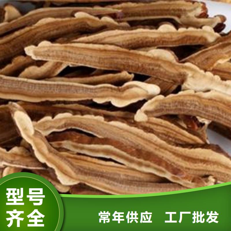 靈芝孢子粉-靈芝孢子粉好評(píng)