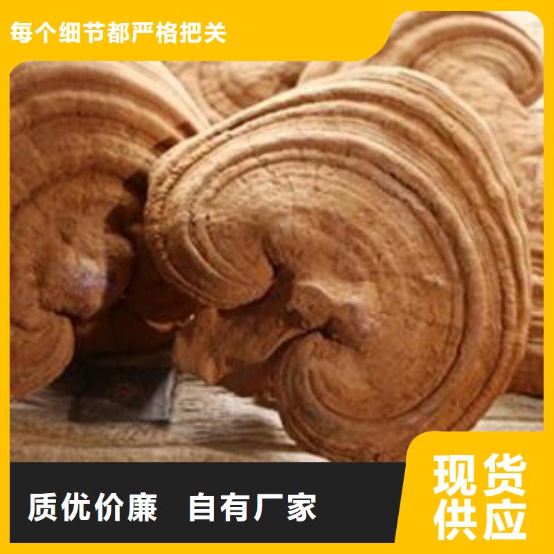 靈芝孢子粉原廠真材實料誠信經(jīng)營