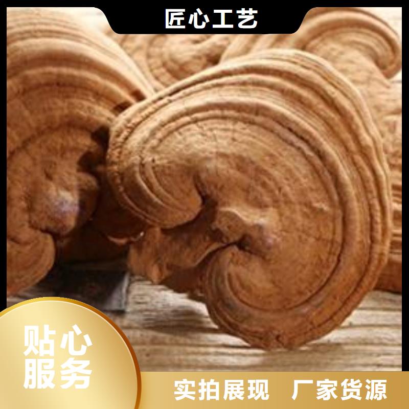 靈芝孢子粉使用無憂