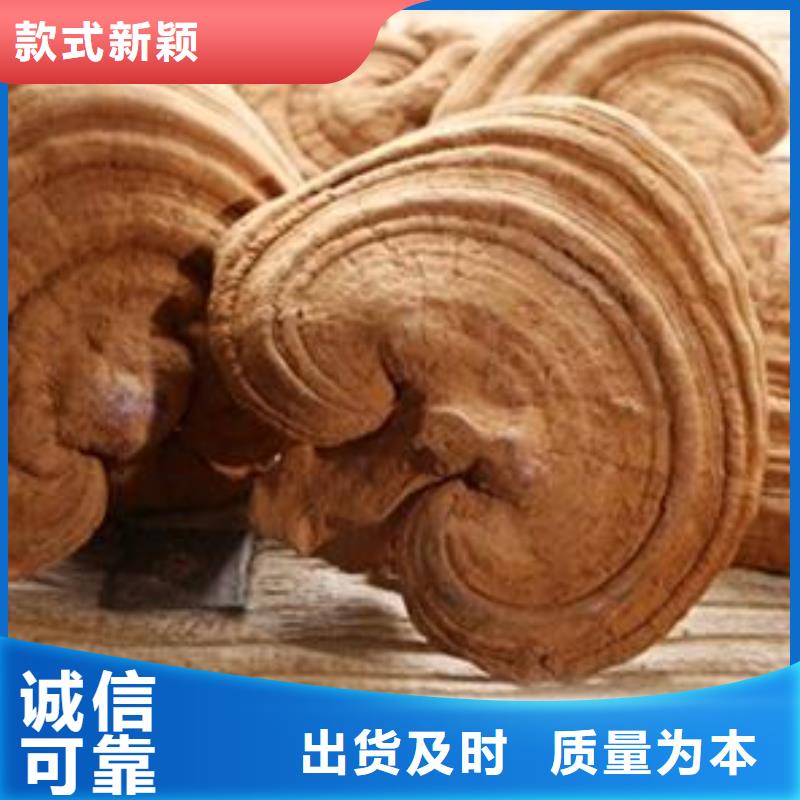 靈芝孢子粉現貨銷售詳細參數