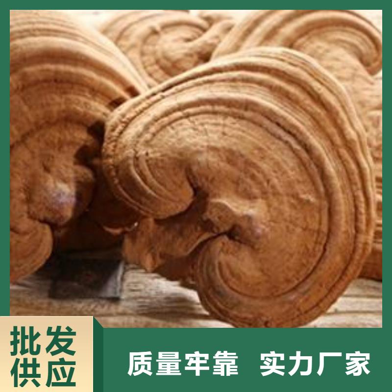 靈芝孢子粉生產(chǎn)商_云海靈芝種植專業(yè)合作社
