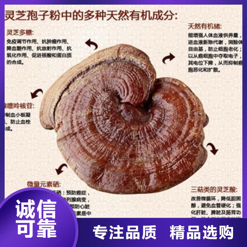 靈芝孢子粉-靈芝孢子粉廠家直銷