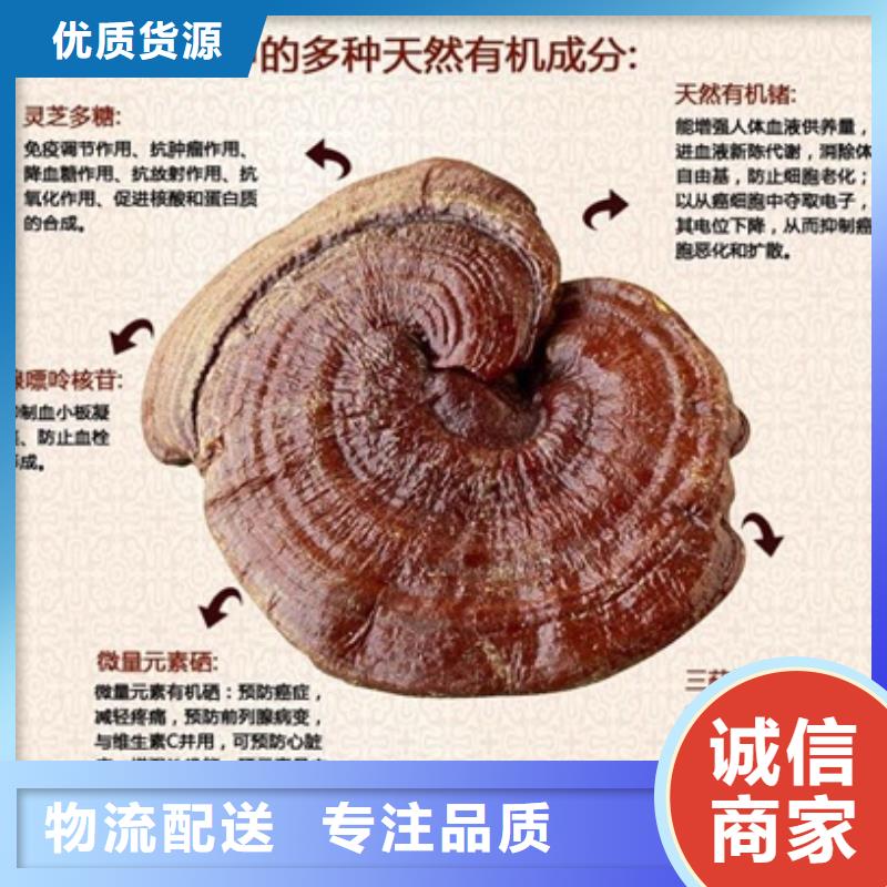 質量可靠的靈芝孢子粉公司