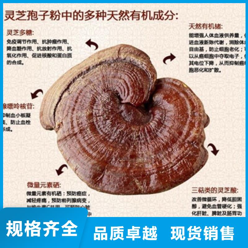 誠信經(jīng)營靈芝孢子粉廠家