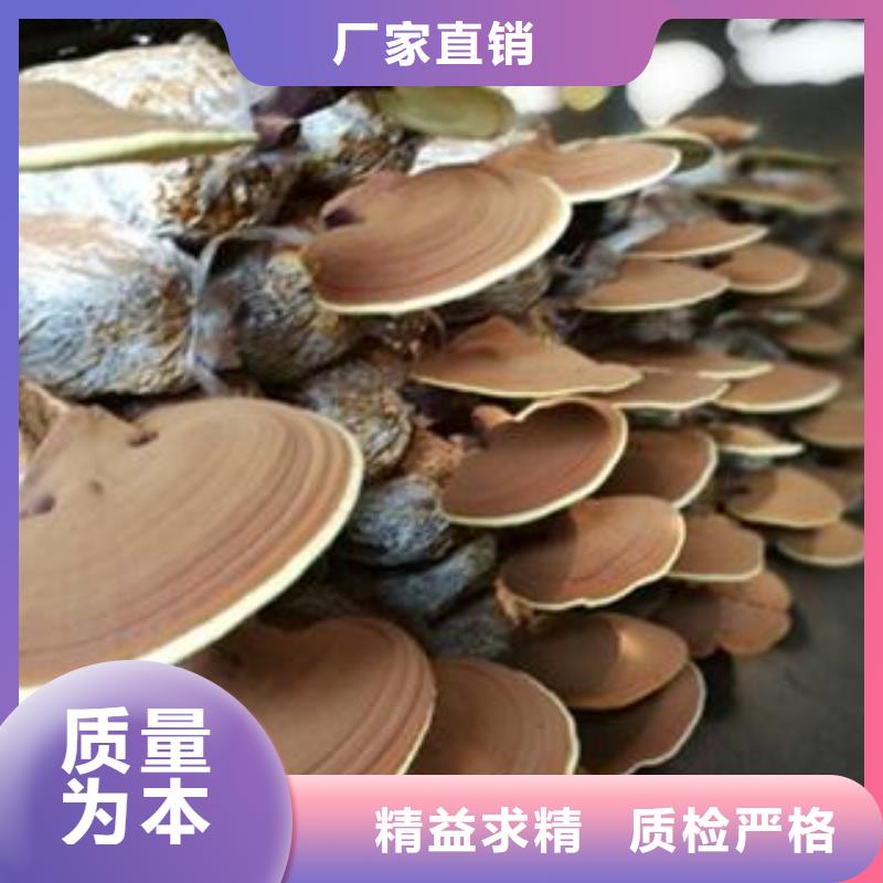靈芝孢子粉廠家，貨源足