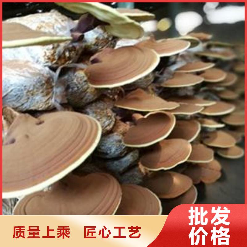 優(yōu)質(zhì)靈芝孢子粉的當(dāng)?shù)貜S家