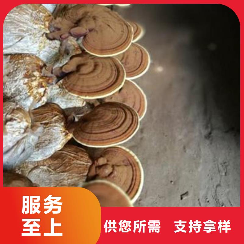 靈芝孢子粉發(fā)貨快