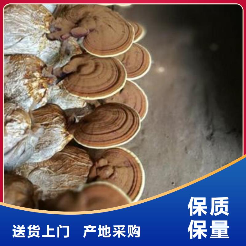 2025貨到付款#靈芝孢子粉#生產(chǎn)廠家實力才是硬道理