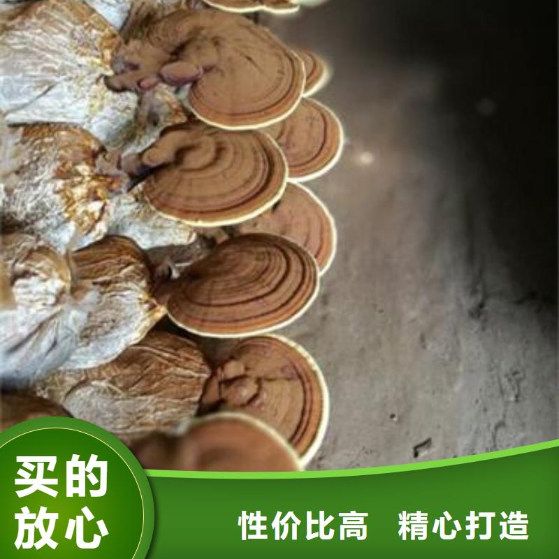 定制靈芝孢子粉的廠家同城生產商