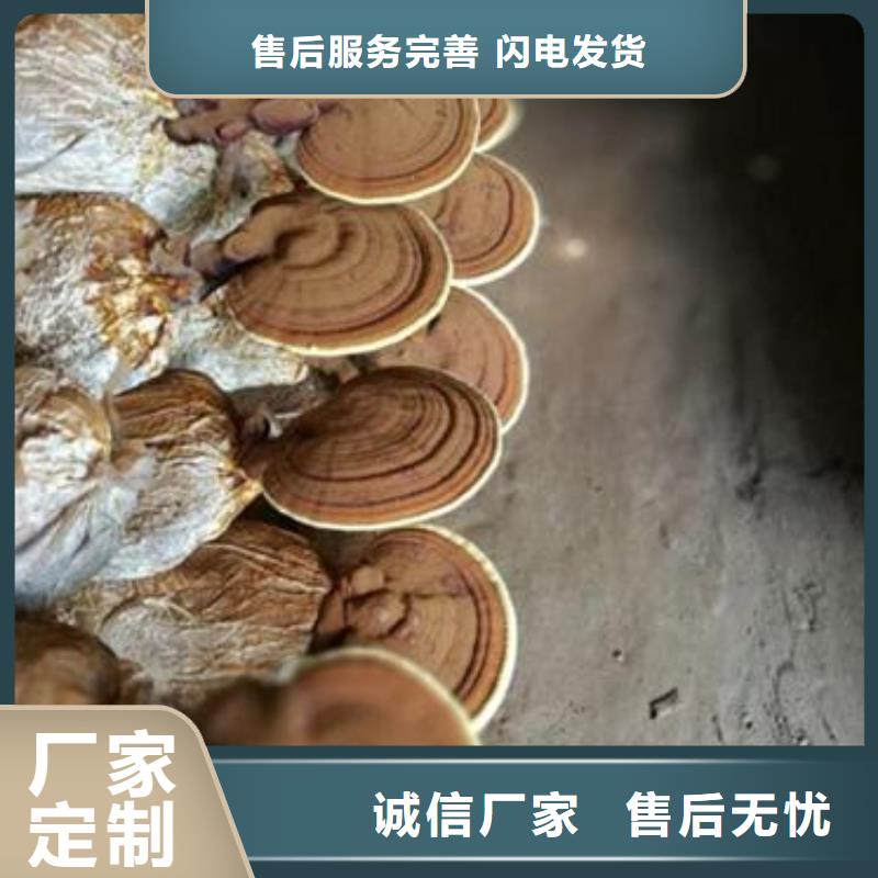 靈芝孢子粉廠家當天發(fā)貨