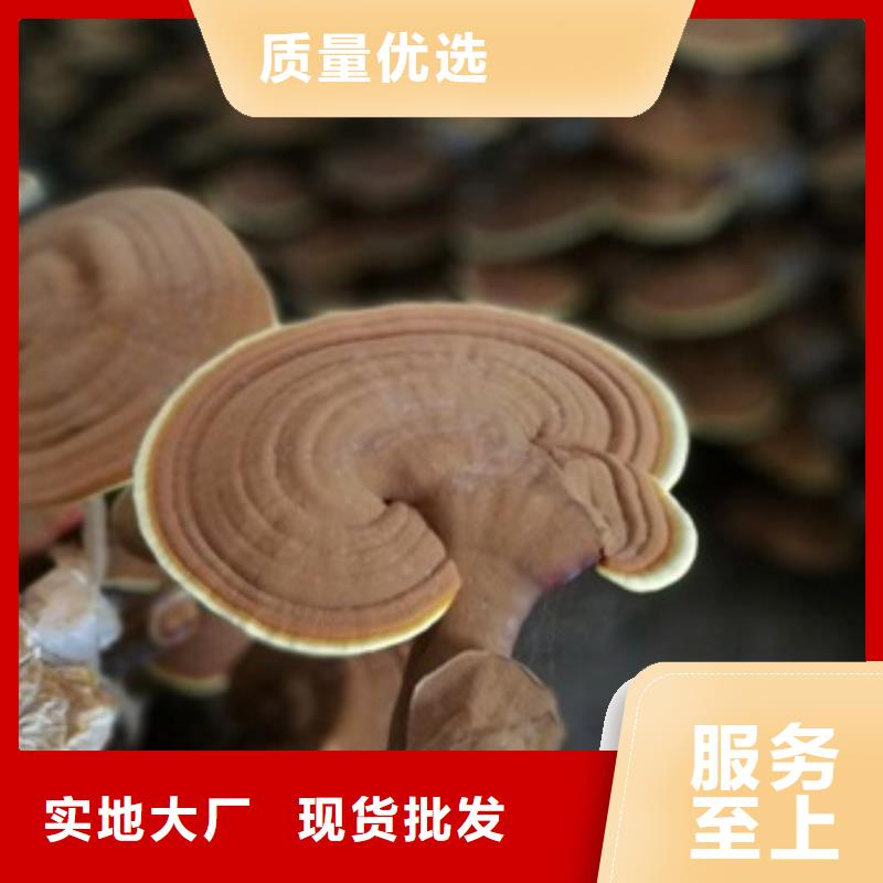 靈芝孢子粉可加工設(shè)計支持定制加工