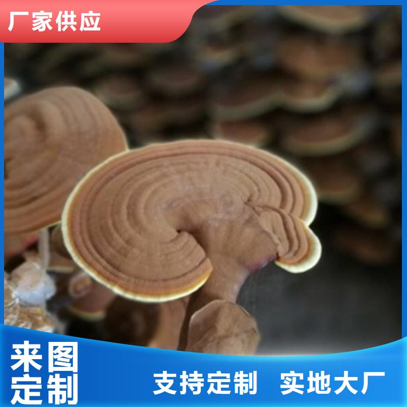 優(yōu)質(zhì)靈芝孢子粉-專業(yè)生產(chǎn)靈芝孢子粉