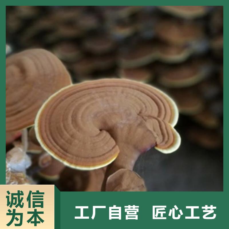 靈芝孢子粉供不應求專業(yè)品質