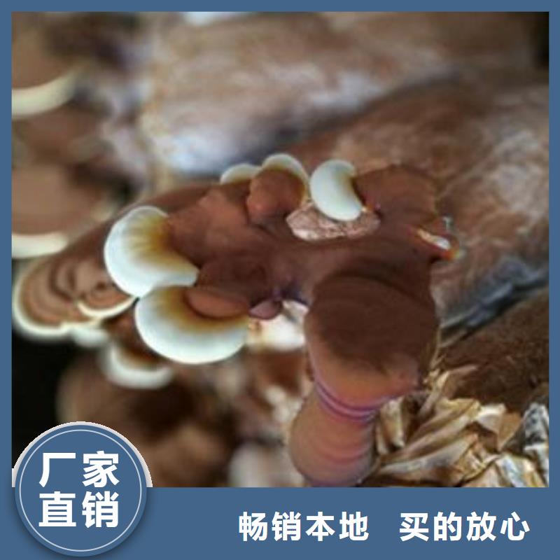 靈芝孢子粉生產(chǎn)商_云海靈芝種植專業(yè)合作社
