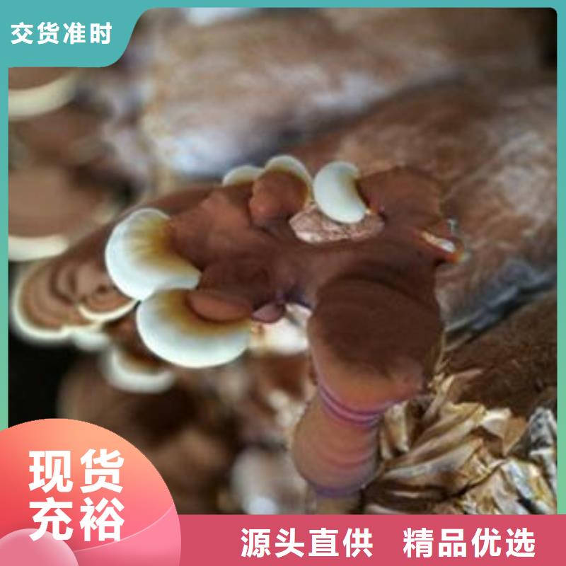 靈芝孢子粉、靈芝孢子粉生產(chǎn)廠家-庫存充足