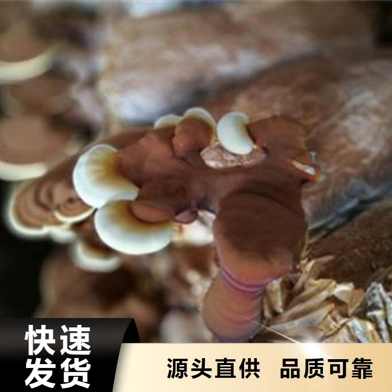 靈芝孢子粉實(shí)力批發(fā)廠家