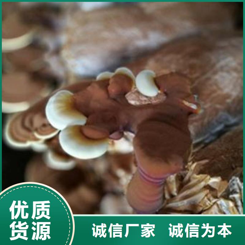 靈芝孢子粉量大包郵當地公司