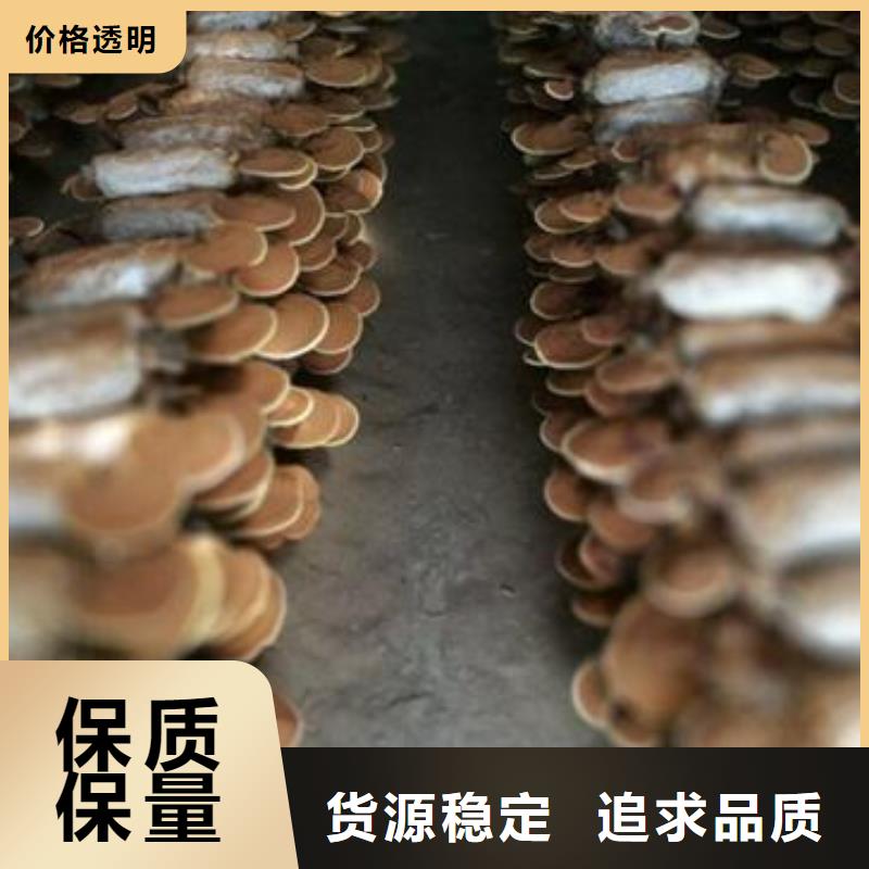 優(yōu)選靈芝孢子粉廠家