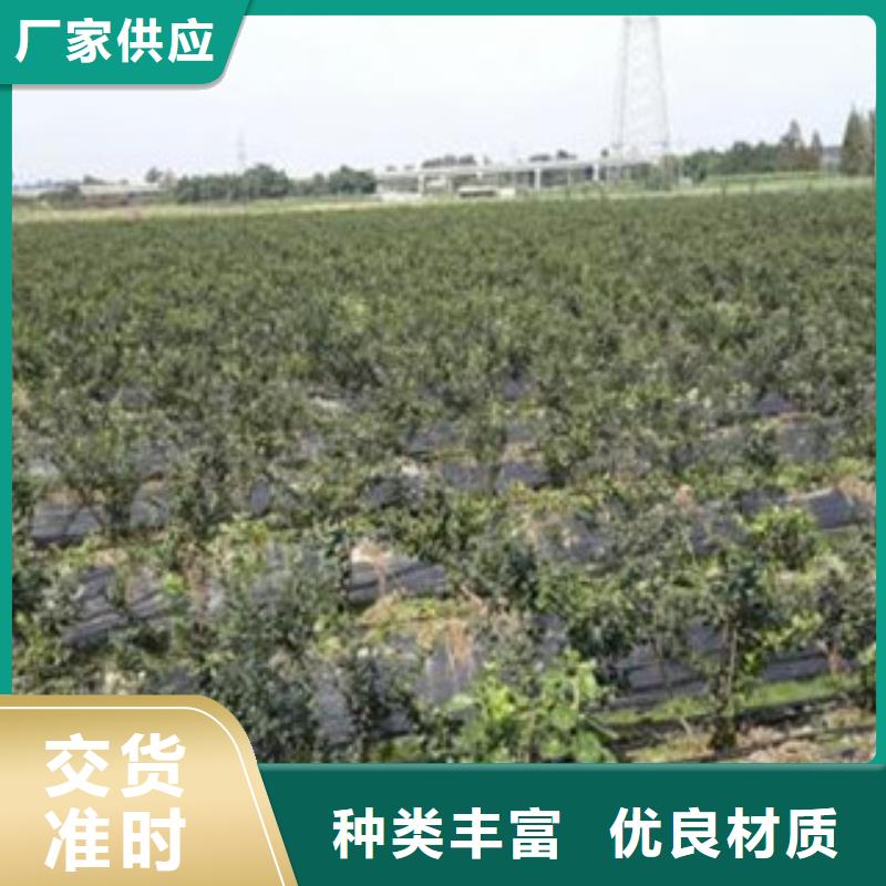 蓝莓苗定制-不另行收费