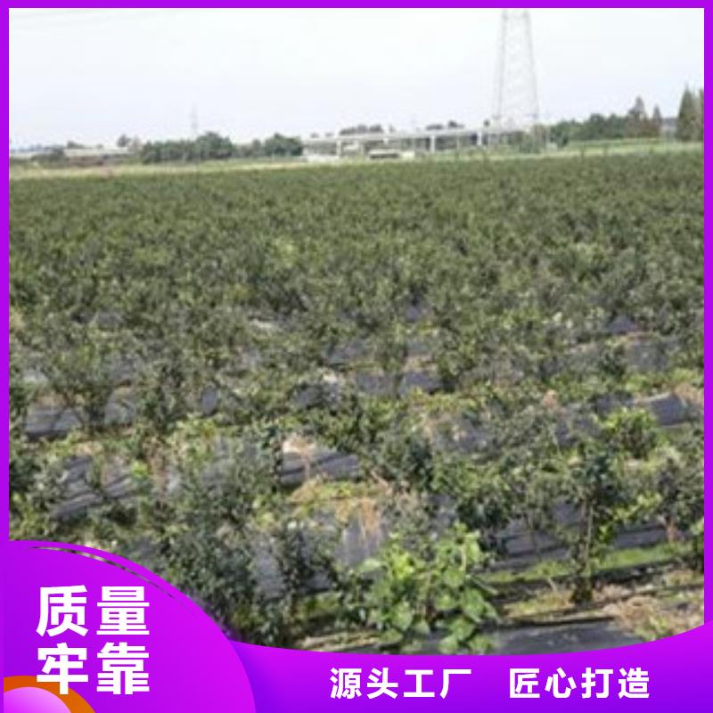 蓝莓苗可按需定制