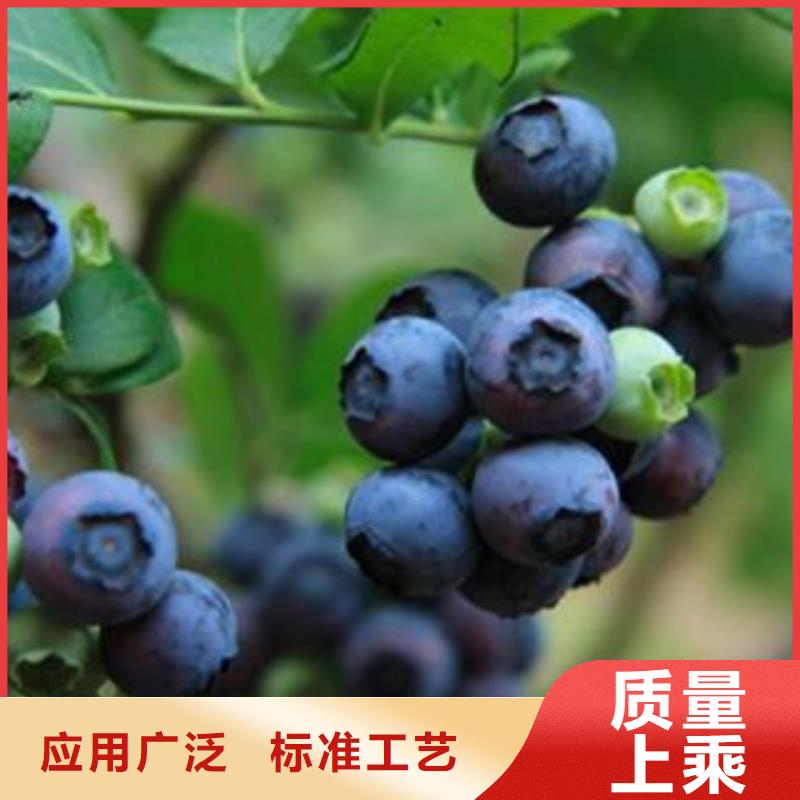 卖蓝莓苗的公司