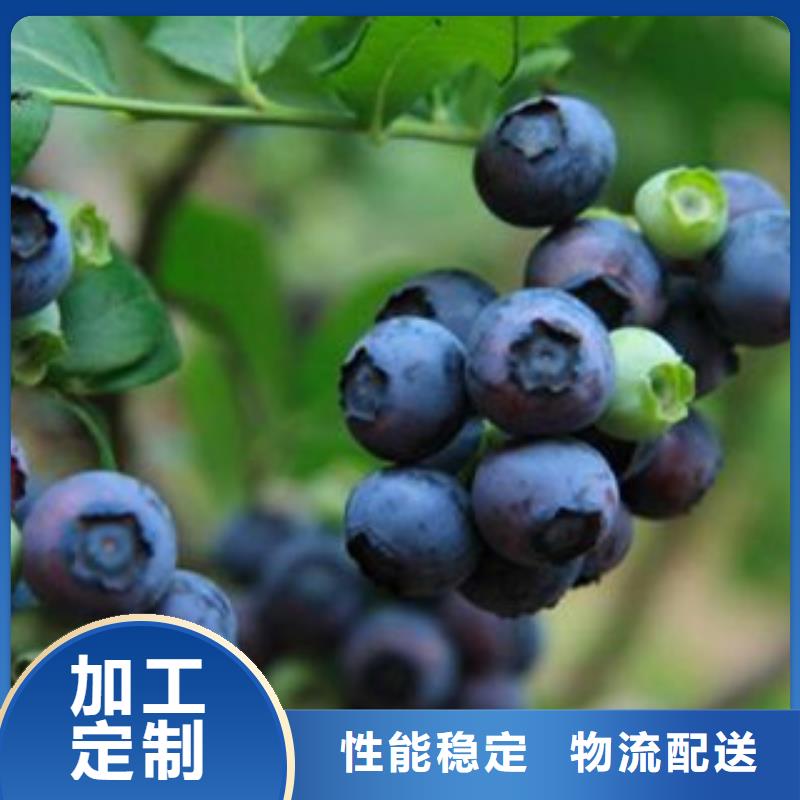 更多用户选择蓝莓苗