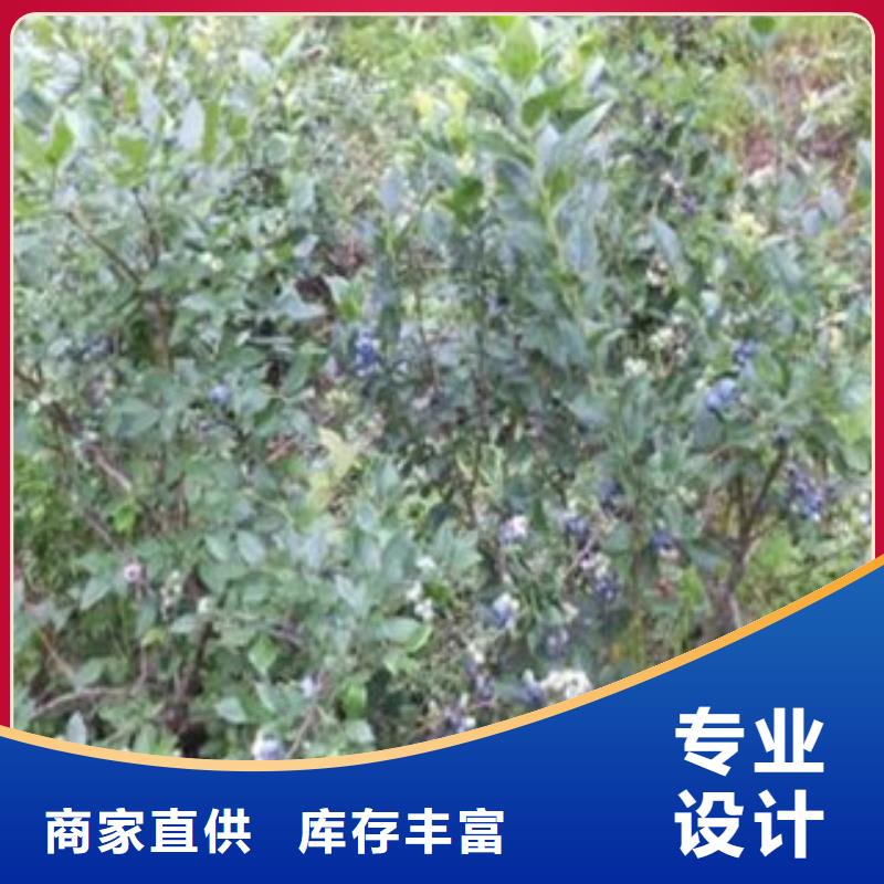 经验丰富的蓝莓苗公司当地厂家