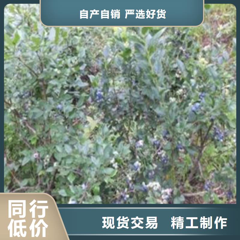 蓝莓苗直供
