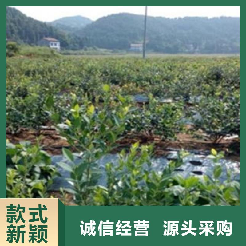 质量优的蓝莓苗现货厂家