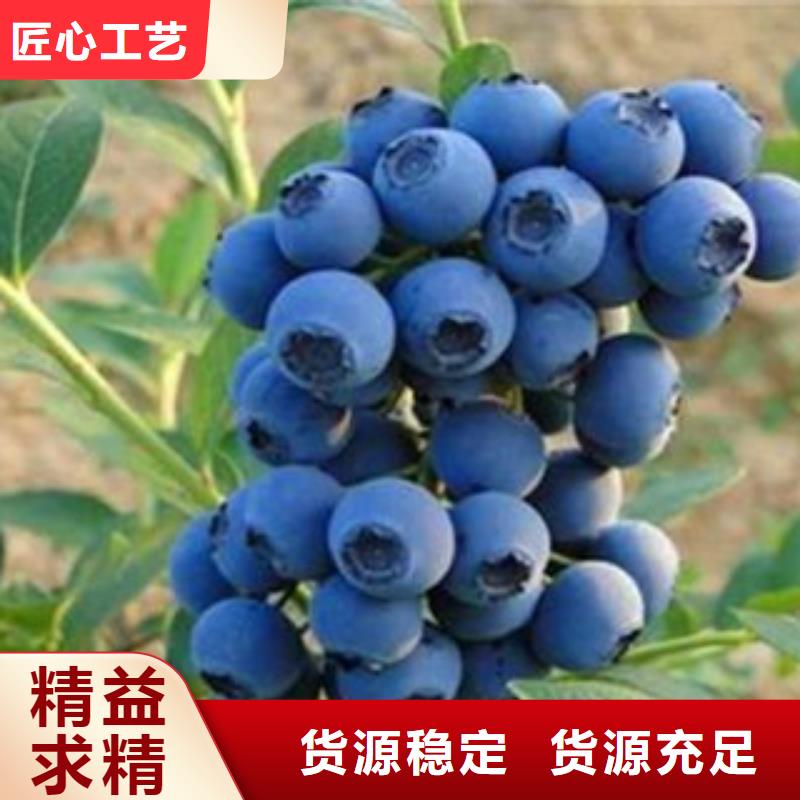 ##蓝莓苗厂家