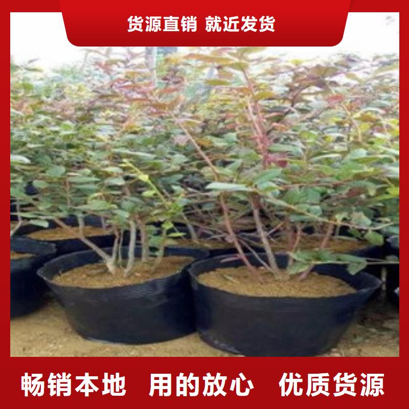 销售蓝莓苗厂家生产型
