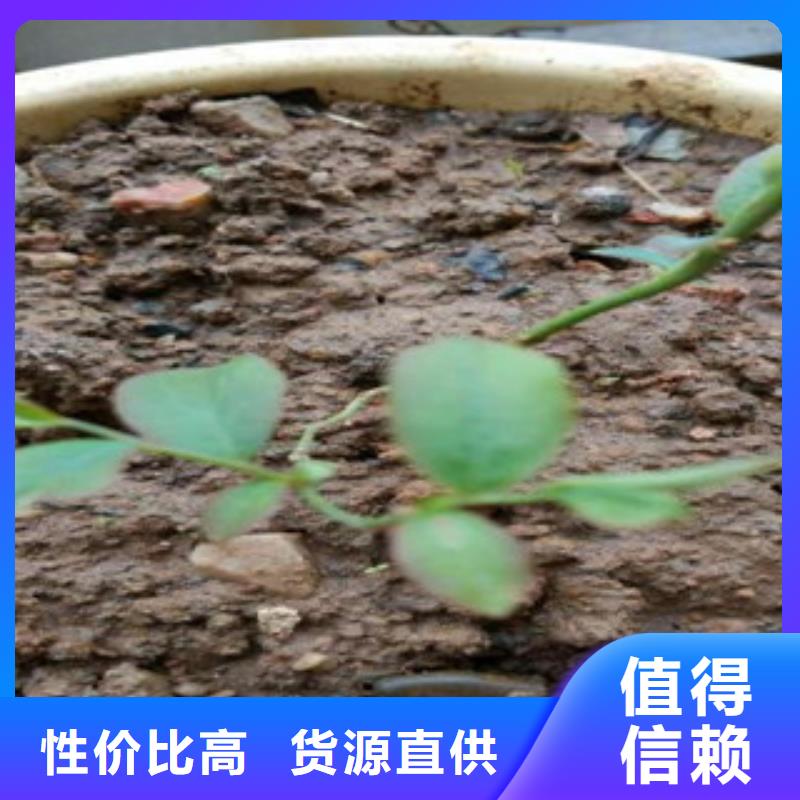 蓝莓苗免费询价实力厂商