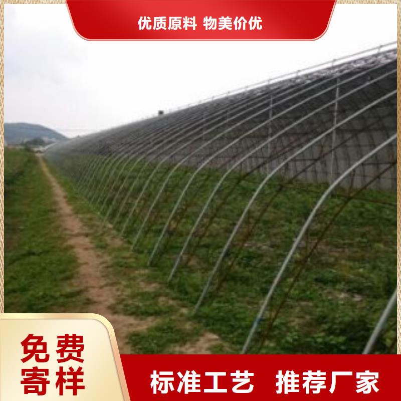 可定制的蓝莓苗供应商价格实惠